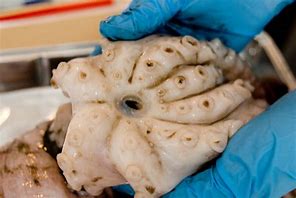 Image result for Octopus Dissection