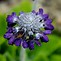 Image result for Primula marginata Drakes Blue