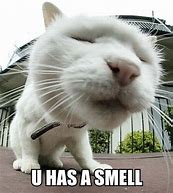 Image result for Cute Funny Cat Joke