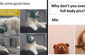 Image result for Bear Not Cute Meme