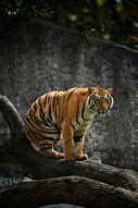 Image result for Unsplash Tiger