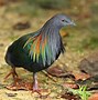 Image result for The Patu Bird