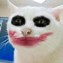 Image result for Cat Wearing Makep