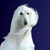 Image result for White Afghan Hound