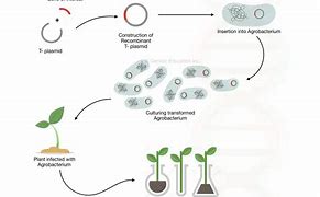 Image result for Genetic Engineering Process On a Plant