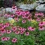 Image result for Echinacea purpurea Heavenly Dream ®