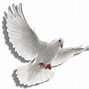 Image result for Iurd Dove PNG
