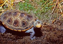 Image result for Malaclemys Emydidae