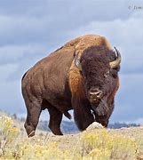 Image result for Big Bison