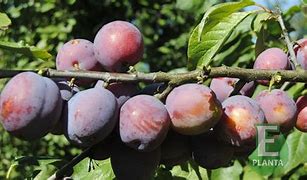 Image result for Prunus domestica Jubileum