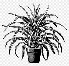 Image result for Clip Art Black and White for Plants and Animals