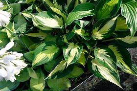 Image result for Hosta Morning Star