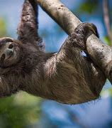 Image result for Sloth Hanging from Tree Wallpaper