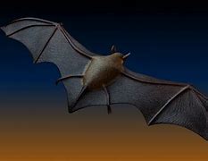 Image result for Bat 3D Platter