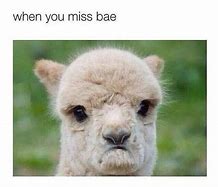 Image result for When You Miss BAE Memes