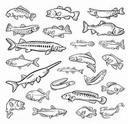 Image result for Healthy Food Fish