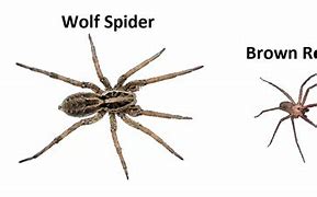 Image result for Brown Recluse and Wolf Spider