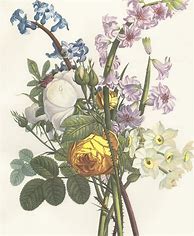 Image result for Vintage Botanical Art Prints