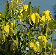 Image result for Clematis Paniculata White Care