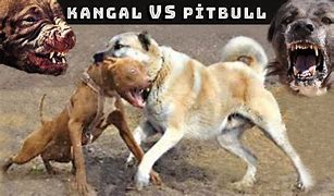Image result for Kangal Dog Fight