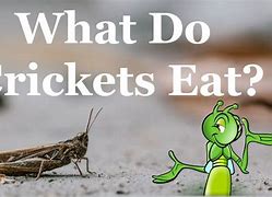 Image result for Cricket Food