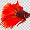 Image result for Dead Fish Clip Art