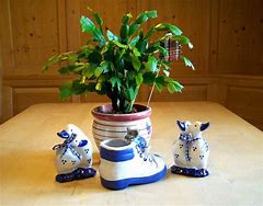 Image result for Growing Christmas Cactus Indoors