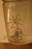 Image result for Sea Spider Toy