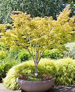 Image result for Japanese Maple Wood