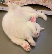 Image result for Sleeping Kitten Meme