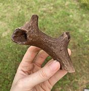 Image result for Deer Fossils