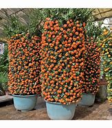 Image result for Mandarin Orange in Pots