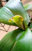 Image result for Crown Rot in Orchidxs