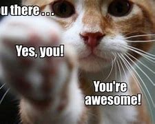 Image result for You Are Awesome Cat Meme