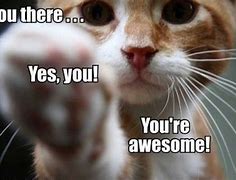 Image result for Awesome Kitten Memes