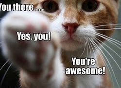 Image result for Amazing Cat Memes