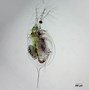 Image result for daphnia_galeata