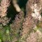 Image result for Calamagrostis brachytricha