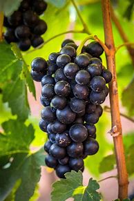 Image result for Fitch Mountain Petite Sirah