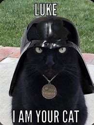 Image result for Meme Cat Marketing