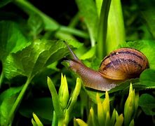 Image result for caracol�