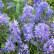 Image result for Camassia quamash