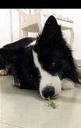 Image result for Funny Border Collie