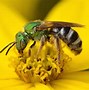 Image result for Hover Bee