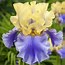 Image result for Iris germanica Edith Woolfort