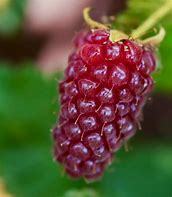 Rubus Buckingham Thornless ಗಾಗಿ ಇಮೇಜ್ ಫಲಿತಾಂಶ