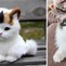 Image result for Cool Colored Cats