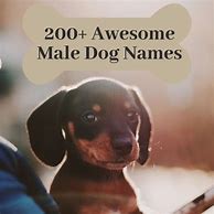 Image result for Cool Boy Dog Names