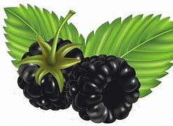 Image result for BlackBerry Vine Clip Art