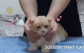 Image result for Squish That Cat Meme